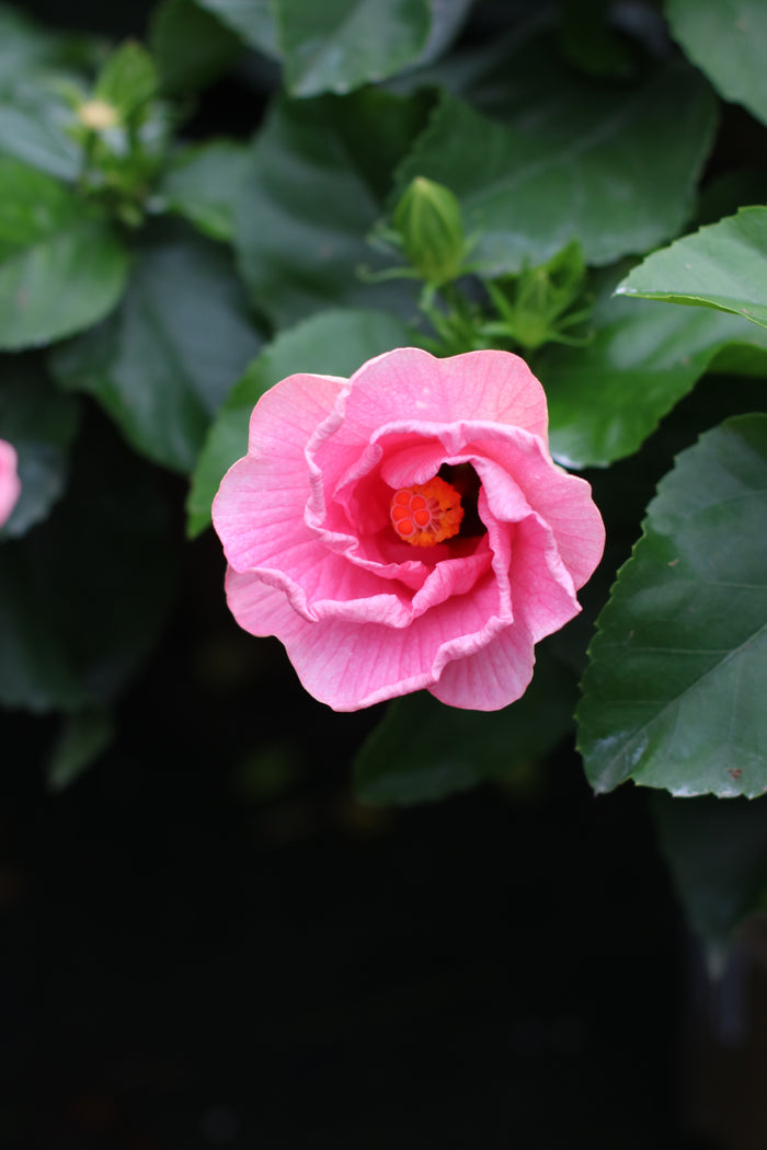 Hollywood Hibiscus® Talk of the Town™ - 2 Gallon