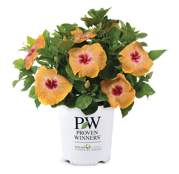 Hollywood Hibiscus® VIP™ - 1 Gallon