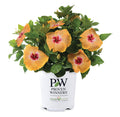 Hollywood Hibiscus® VIP™ - 1 Gallon
