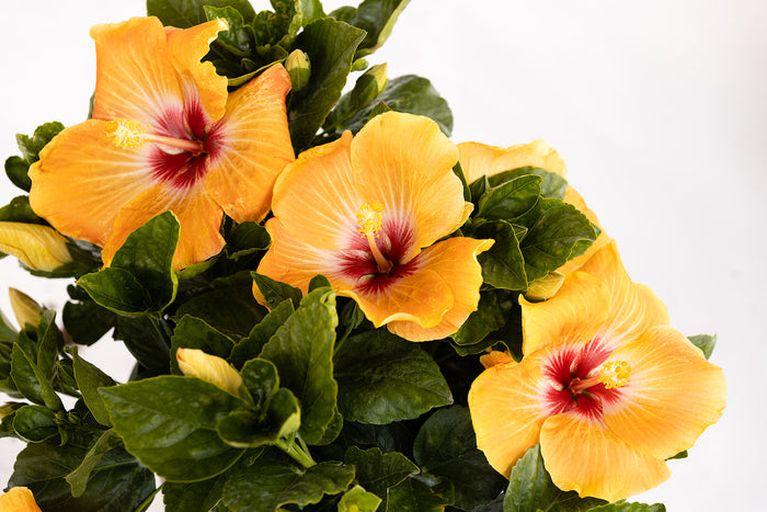 Hollywood Hibiscus® VIP™ - 2 Gallon