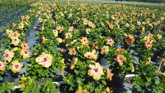 Hollywood Hibiscus® VIP™ - 2 Gallon