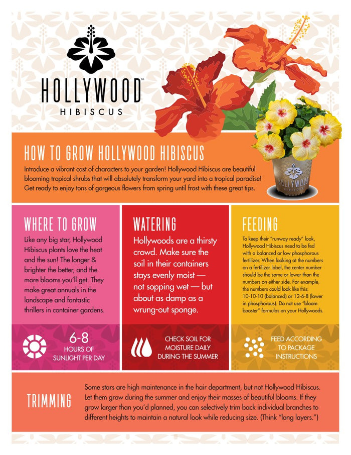 Hollywood Hibiscus® VIP™ - 2 Gallon