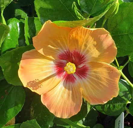 Hollywood Hibiscus® VIP™ - 9" Self-Watering Pot