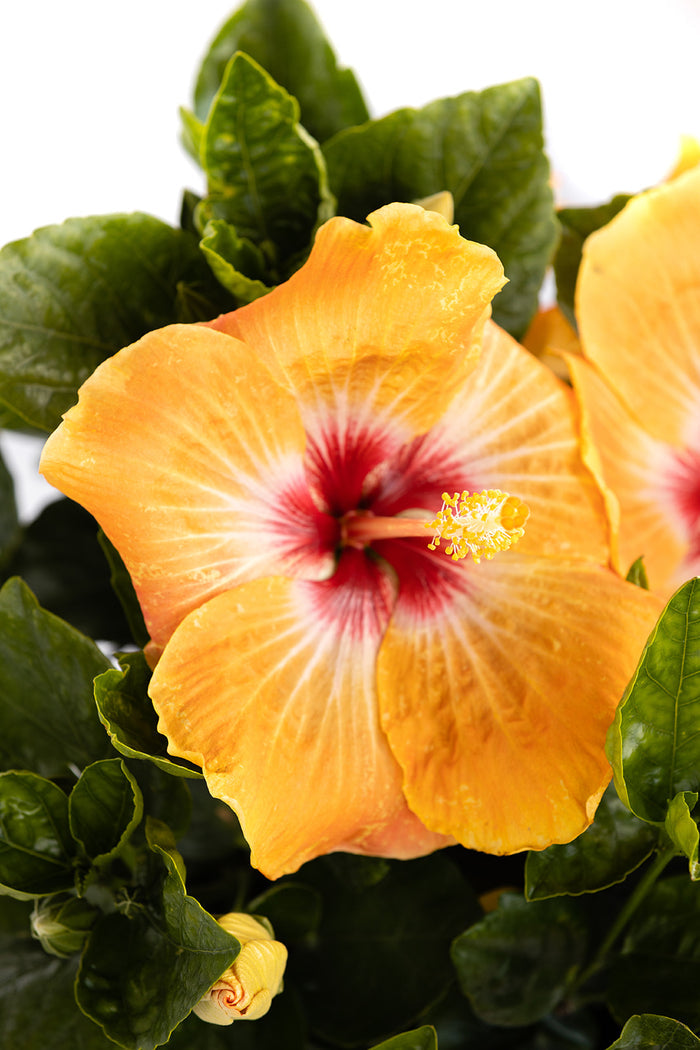 Hollywood Hibiscus® VIP™ - Quart