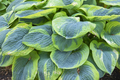 Hosta Frances Williams - 2 Gallon