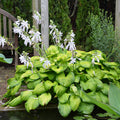 Hosta Guacamole- 2 Gallon