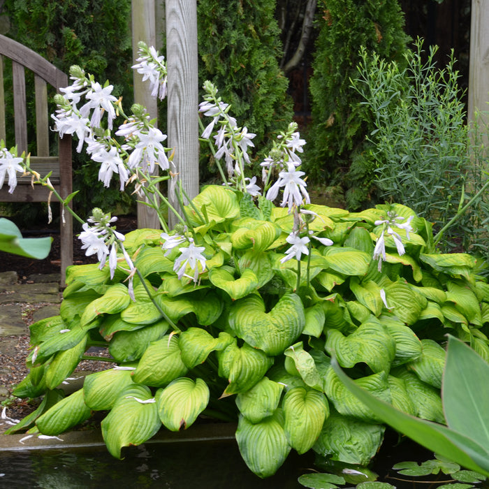 Hosta Guacamole- 2 Gallon