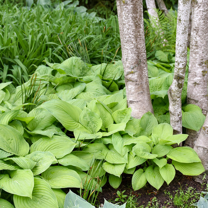 Hosta Guacamole- 2 Gallon