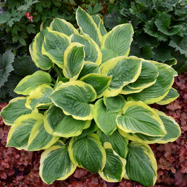 Hosta Royal Wedding - 2 Gallon