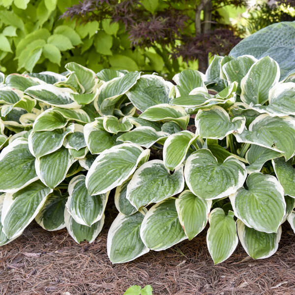 Hosta Royal Wedding - 2 Gallon