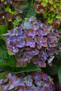Hydrangea mac. Bloom Champion® Rosso Glory Purple - 2 Gallon