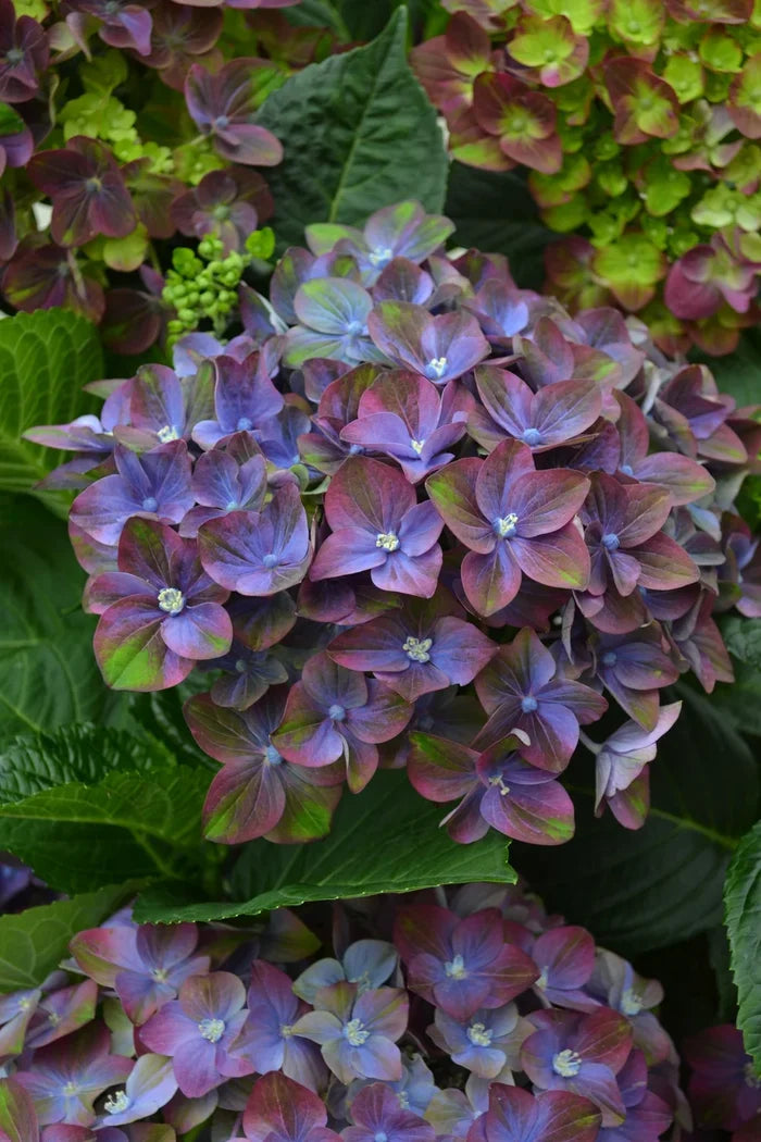 Hydrangea mac. Bloom Champion® Rosso Glory Purple - 2 Gallon