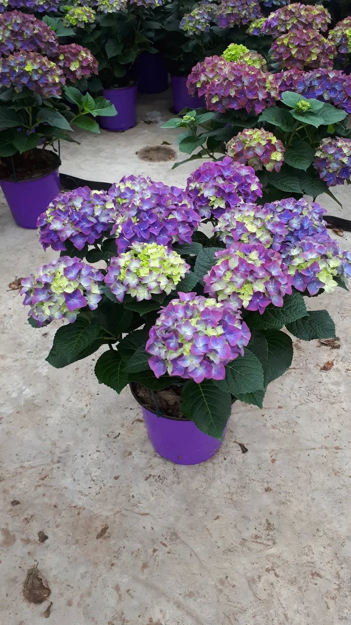Hydrangea mac. Bloom Champion® Rosso Glory Purple - 2 Gallon