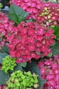 Hydrangea mac. Bloom Champion® Rosso Glory Red - 2 Gallon