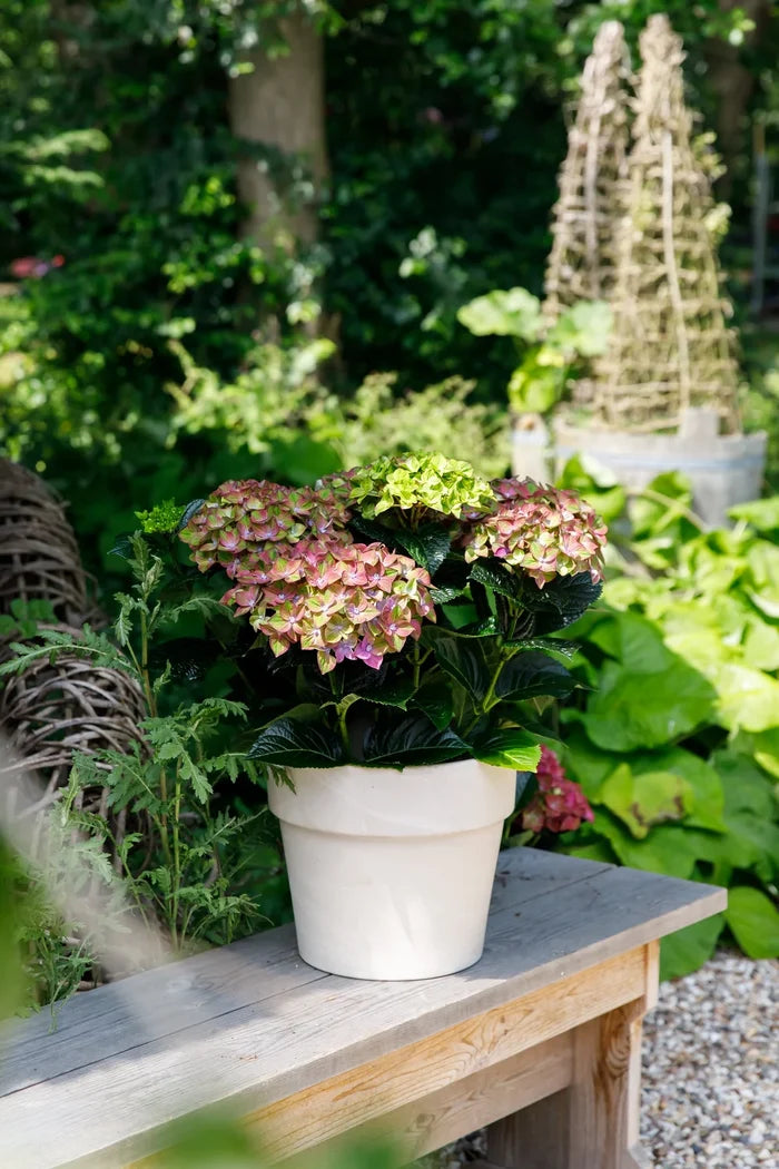 Hydrangea mac. Bloom Champion® Rosso Glory Red - 2 Gallon