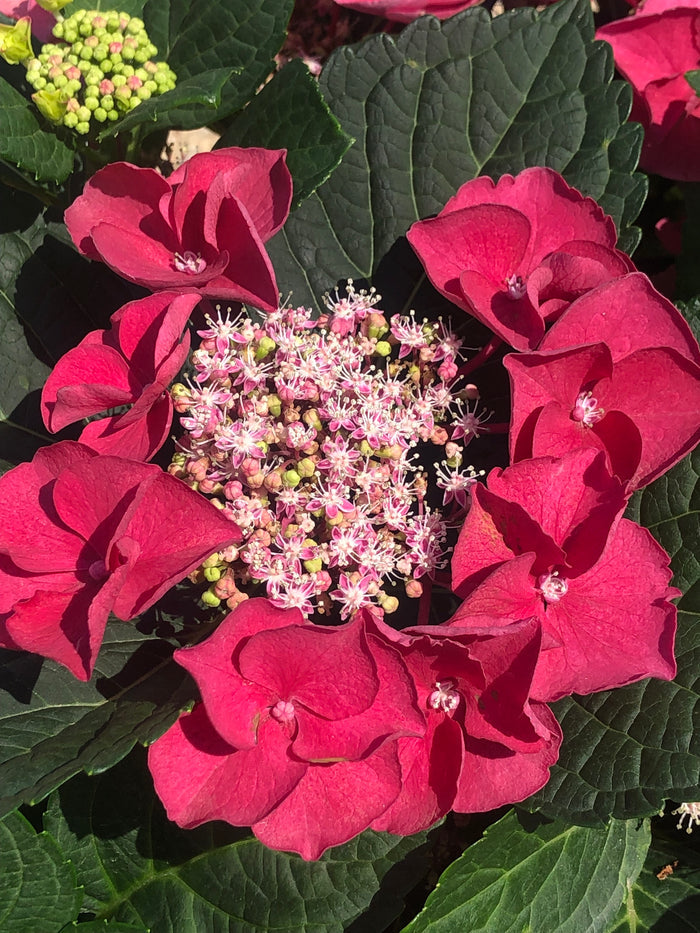 Hydrangea mac. Cherry Explosion™ - 2 Gallon