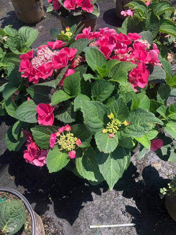 Hydrangea mac. Cherry Explosion™ - 2 Gallon