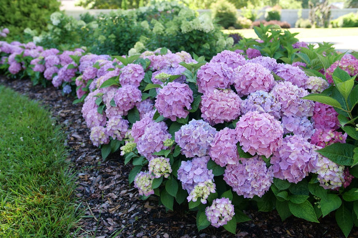 Hydrangea mac. Let's Dance Sky View® - 2 Gallon