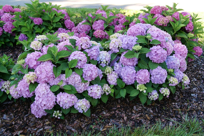 Hydrangea mac. Let's Dance Sky View® - 2 Gallon