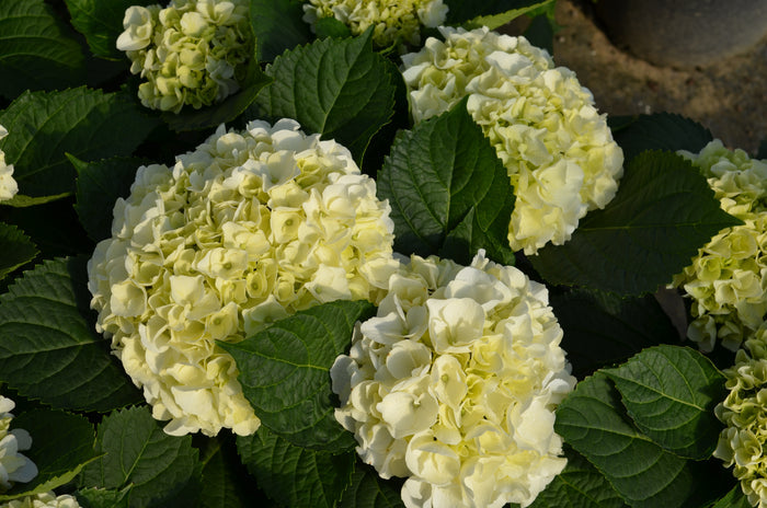Hydrangea mac. Magical bride - 9" Self Watering Deco