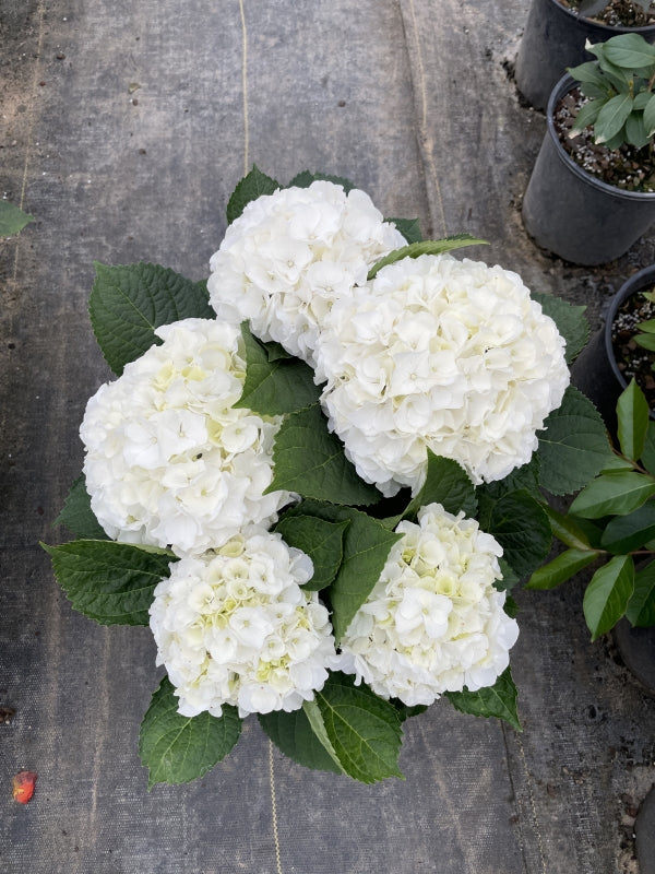 Hydrangea mac. Magical bride - 9" Self Watering Deco
