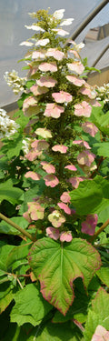Hydrangea Oakleaf King Of Hearts - 2 Gallon