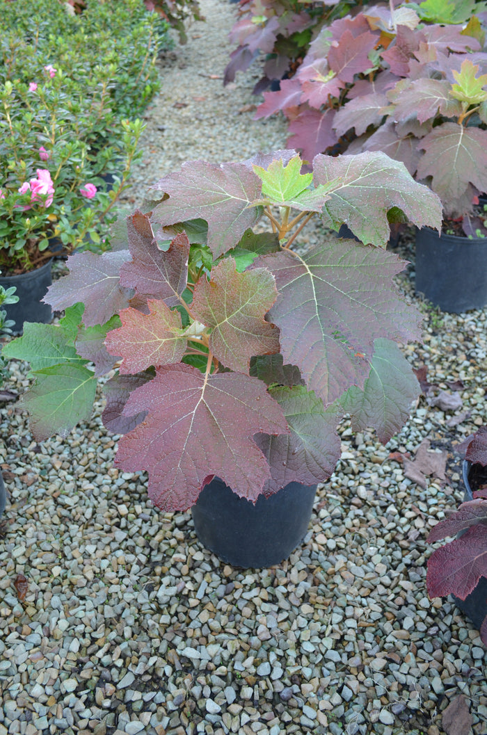 Hydrangea Oakleaf King Of Hearts - 2 Gallon