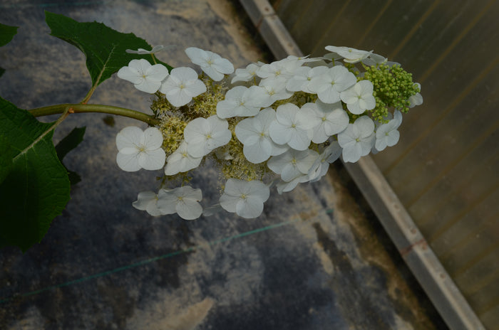 Hydrangea Oakleaf King Of Hearts - 2 Gallon