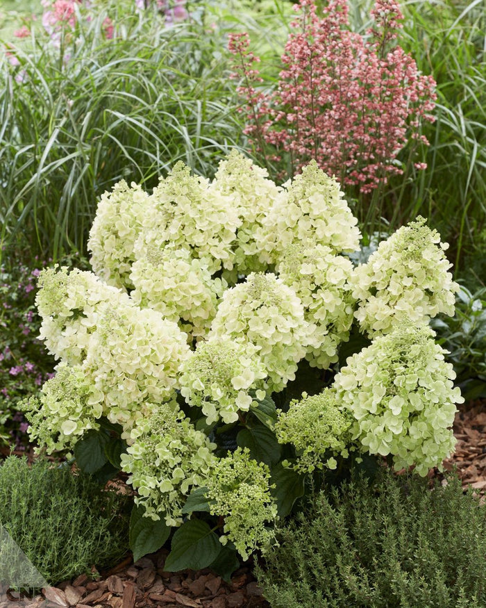 Hydrangea pan. Bee Happy - 2 Gallon