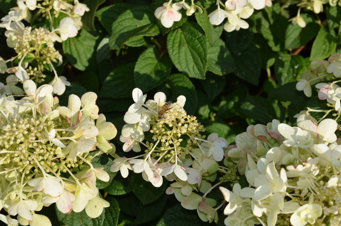 Hydrangea pan. Bee Happy - 2 Gallon