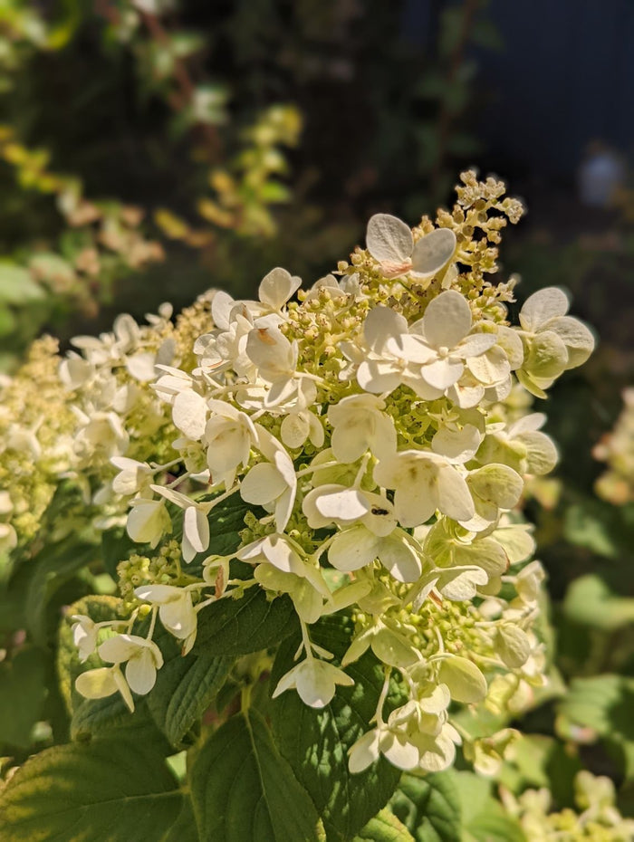 Hydrangea pan. Bee Happy - 2 Gallon