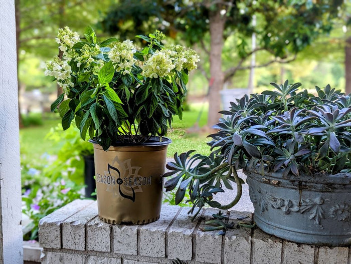 Hydrangea pan. Bee Happy - 2 Gallon
