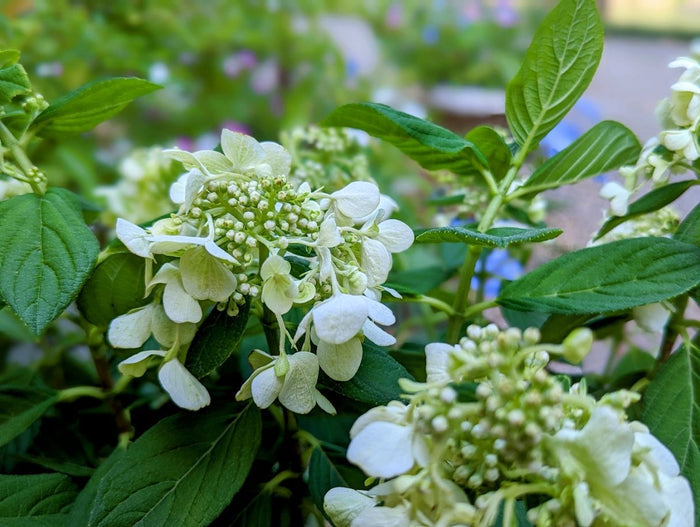 Hydrangea pan. Bee Happy - 2 Gallon