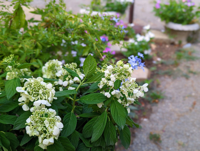 Hydrangea pan. Bee Happy - 2 Gallon