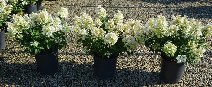 Hydrangea pan. Bee Happy - 2 Gallon