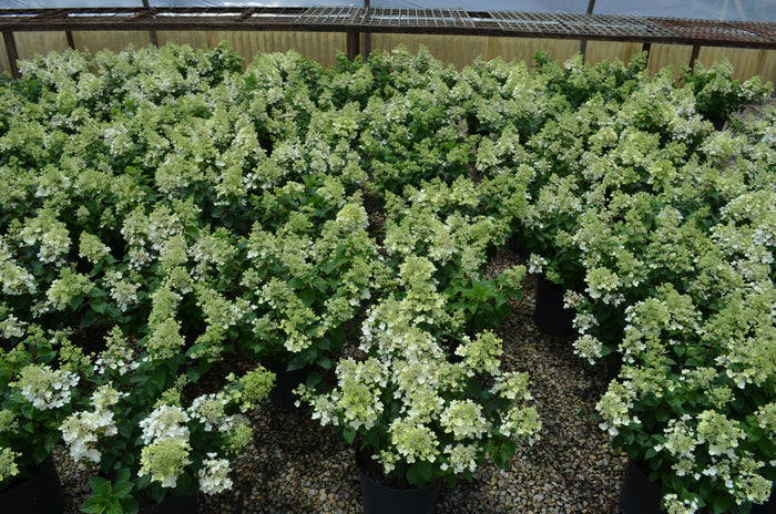 Hydrangea pan. Bee Happy - 2 Gallon