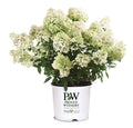 Hydrangea pan. Bobo® - 2 Gallon