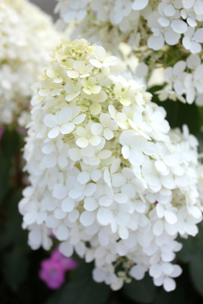 Hydrangea pan. Bobo® - 2 Gallon