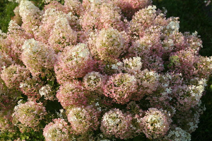Hydrangea pan. Bobo® - 2 Gallon