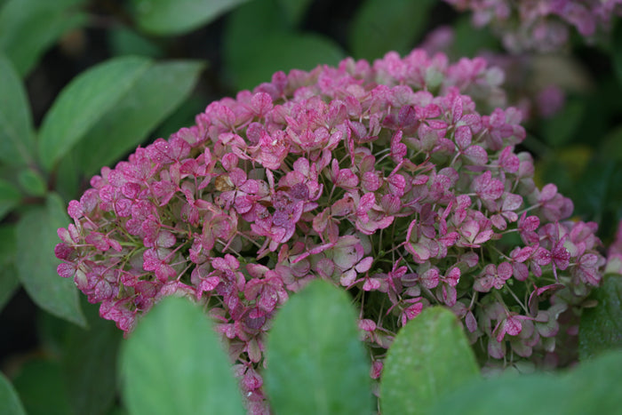 Hydrangea pan. Bobo® - 2 Gallon