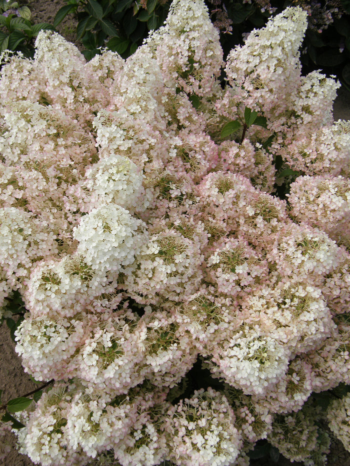 Hydrangea pan. Bobo® - 2 Gallon