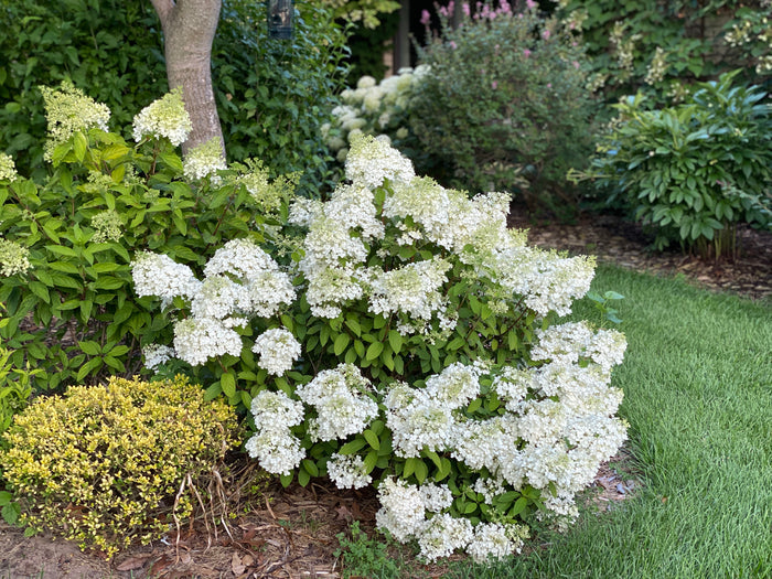 Hydrangea pan. Bobo® - 2 Gallon