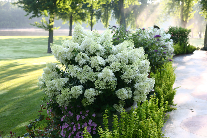 Hydrangea pan. Bobo® - 2 Gallon