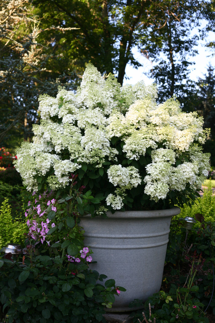Hydrangea pan. Bobo® - 2 Gallon