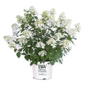 Hydrangea pan. Fire Light Tidbit® - 2 Gallon