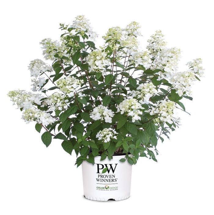 Hydrangea pan. Fire Light Tidbit® - 2 Gallon