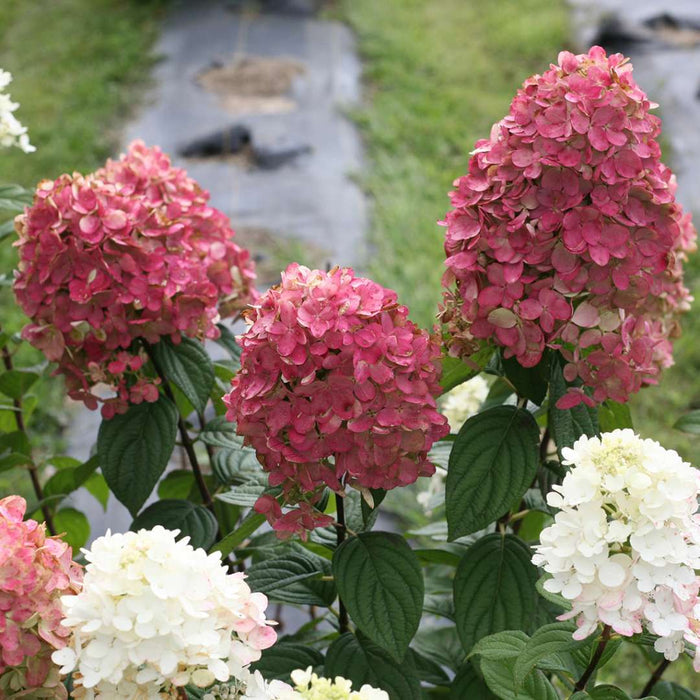 Hydrangea pan. Fire Light Tidbit® - 2 Gallon