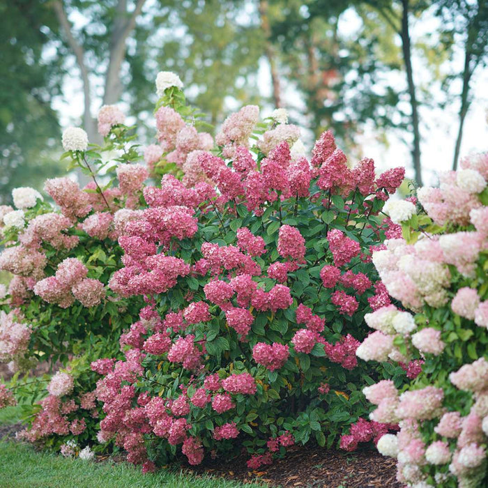 Hydrangea pan. Fire Light Tidbit® - 2 Gallon