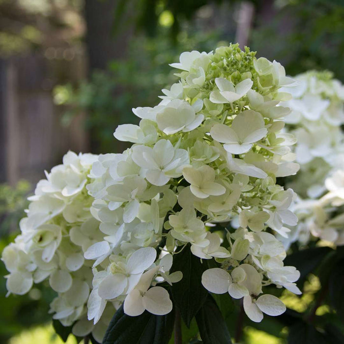 Hydrangea pan. Fire Light Tidbit® - 2 Gallon