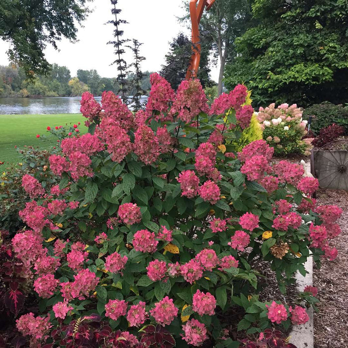 Hydrangea pan. Fire Light Tidbit® - 2 Gallon